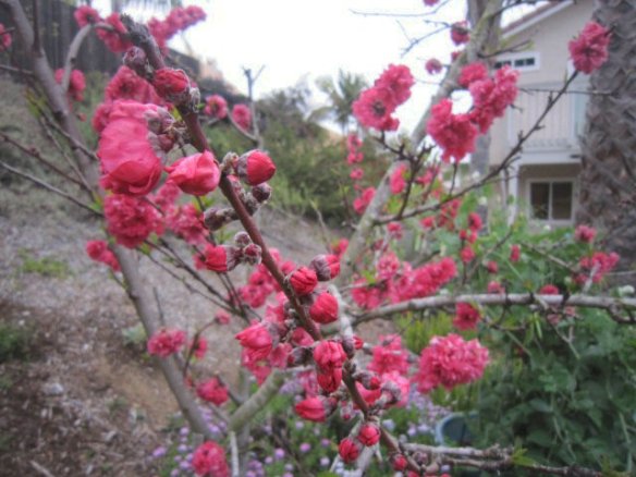 The Red Baron peach is nearly at full bloom.