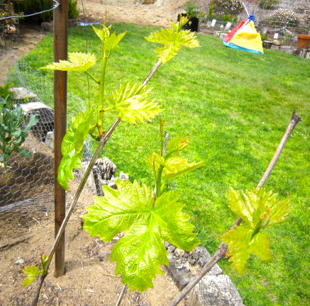 Even the red Thompson seedless grape is leafing out.  I seriously had my doubts whether it was even still alive up until a few weeks ago.  "Patience, my dear," whispers the garden.