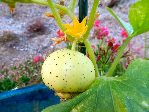A fun lemon cucumber ready for picking.