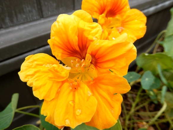 Golden nasturtiums.  They're edible and are beautiful as a garnish on salads.